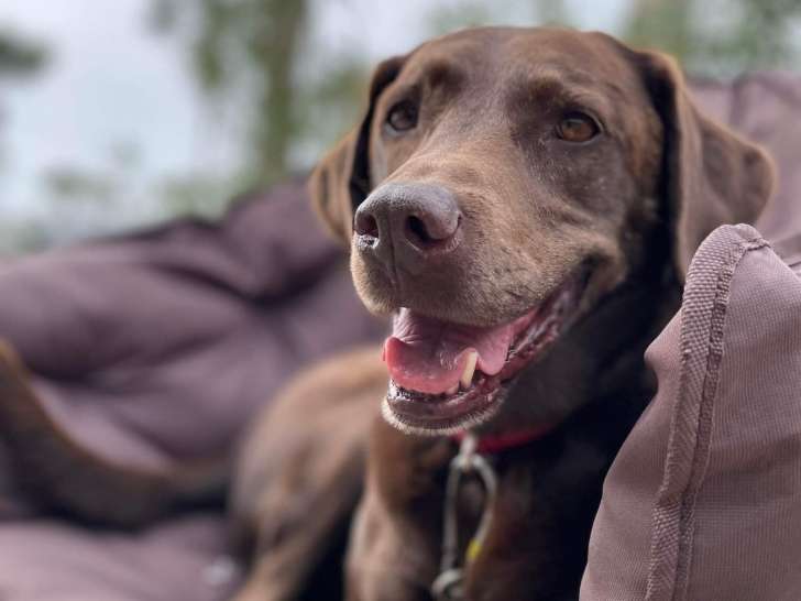 Harmonies Canines