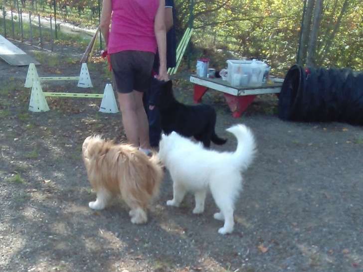 Cercle Canin Girondin