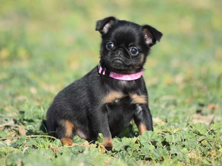 De l'Esquisse Sauvage