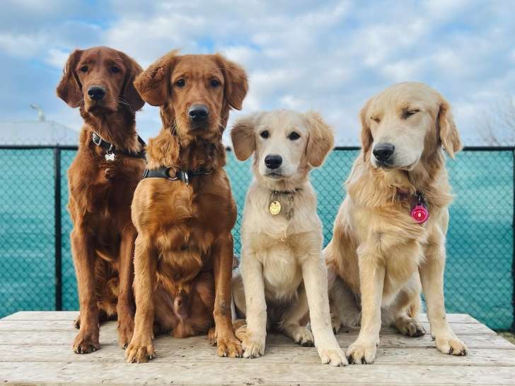 Le Club Canin