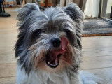Bellossi Sophie