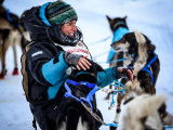 Mushers et Athlètes Canins du Québec (MACQ)