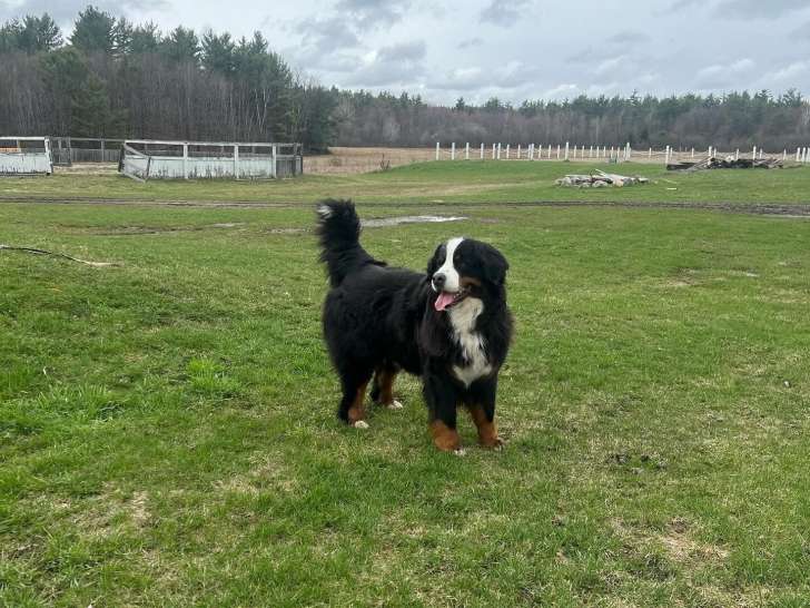 A Girls Best Friend
