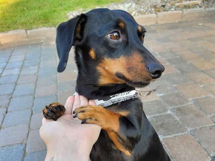 Ariane et ses animaux