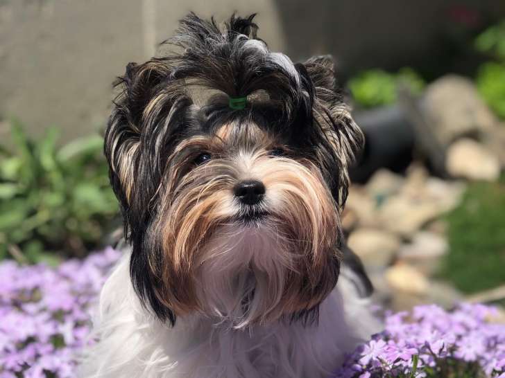 Aux 4 soins canins