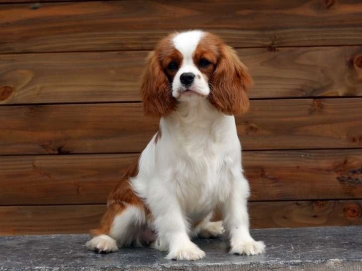 De La Dynastie D'Orkhan