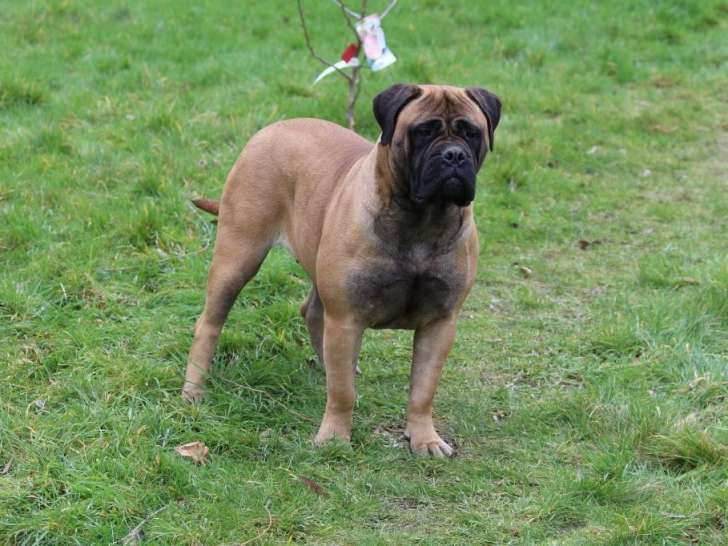 De La Dynastie D'Orkhan