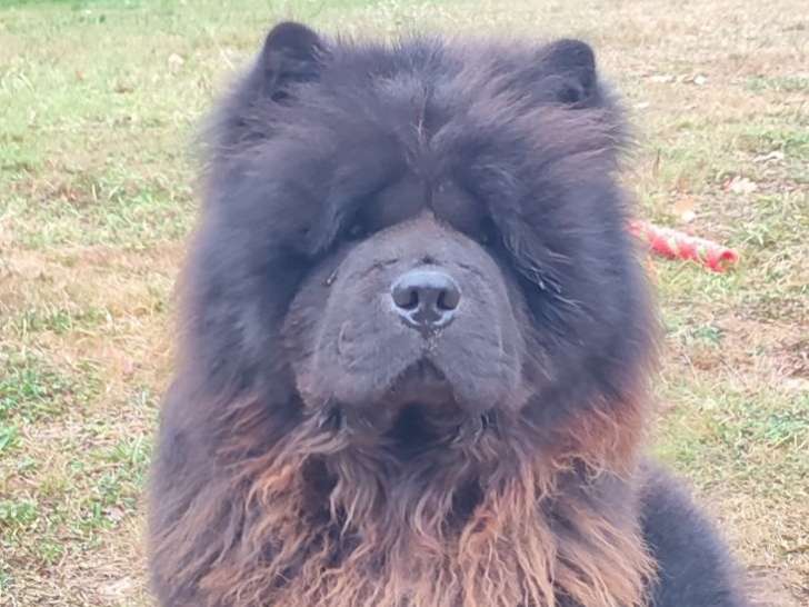 De La Maison Du Chow Chow