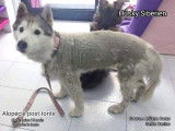 Biggoudy Chien