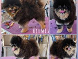 Biggoudy Chien