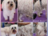 Biggoudy Chien