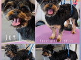 Biggoudy Chien