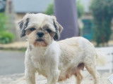 Pimky maman shih tzu