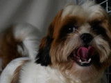 Twix papa shih tzu