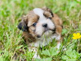 Femelle shih tzu