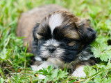 Mâle shih tzu