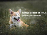 Entre Chiens Et Nous