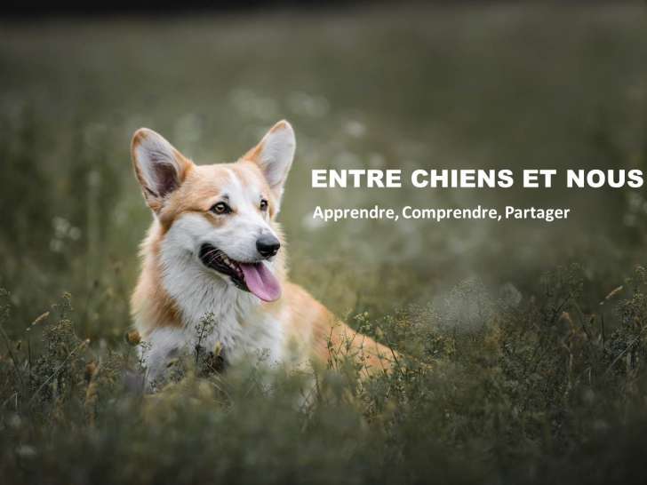 Entre Chiens Et Nous
