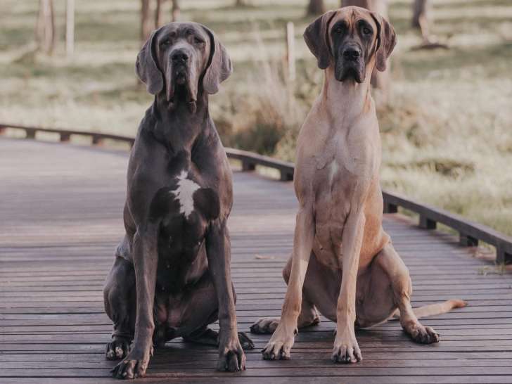 Club Belge du Dogue Allemand (CBDA)