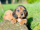 Le Beauregard du Chien
