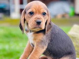 Le Beauregard du Chien
