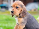 Le Beauregard du Chien