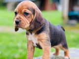 Le Beauregard du Chien