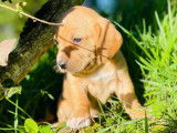 Le Beauregard du Chien