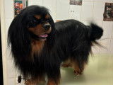 A’Mour De Chien