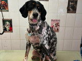 A’Mour De Chien