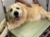 A’Mour De Chien