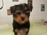 A’Mour De Chien