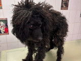 A’Mour De Chien