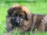 Bergers Allemands Des Jardins De L’Aurore