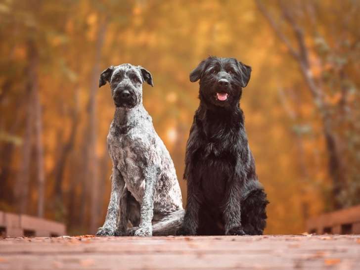 Conseil Canin