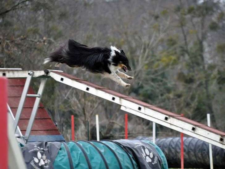 Club d'Agility de Bordeaux (CABO)