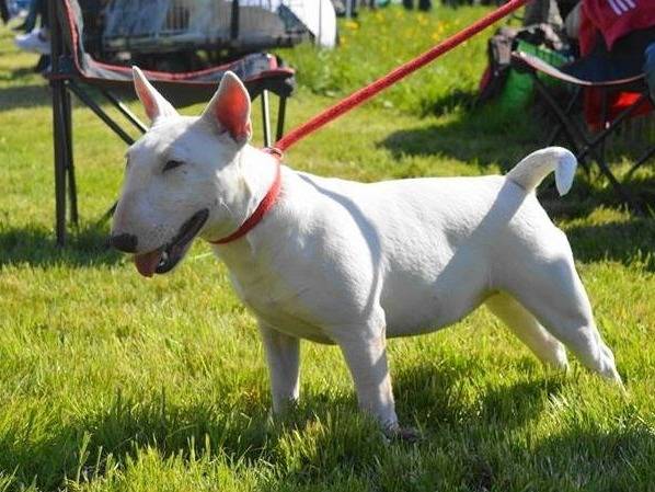 De l'Empire du Bull - Élevage de Bull Terrier Miniature à Rombas