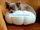 Of Wizards World Chihuahuas