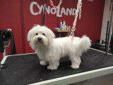 Cynoland