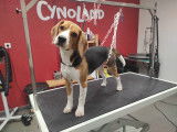 Cynoland