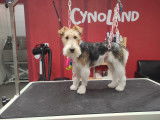 Cynoland