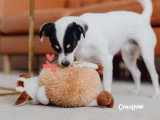 Cynoland