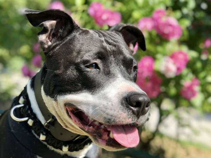 Mon Binôme Ma Meute