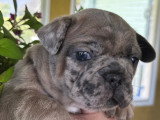 A qui la chance! Nous sommes de Lanaudière Nous avons 3 petits Bouledogues français qui seront prêt a quitter a la mi juillet 2 mâles et 1 femelle Kathleen 579 357 8105. Chez Lily Bouledogue français