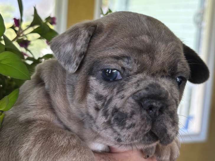 A qui la chance! Nous sommes de Lanaudière Nous avons 3 petits Bouledogues français qui seront prêt a quitter a la mi juillet 2 mâles et 1 femelle Kathleen 579 357 8105. Chez Lily Bouledogue français