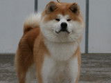 Akita Inu Of Kamino Ken