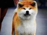 Akita Inu Of Kamino Ken