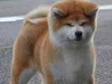 Akita Inu Of Kamino Ken