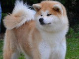 Akita Inu Of Kamino Ken