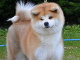 Akita Inu Of Kamino Ken